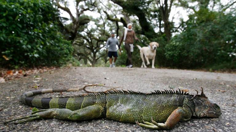 ¿Por qué en Florida están lloviendo iguanas del cielo?