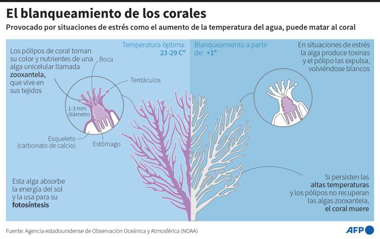 $!El episodio masivo de blanqueamiento de los corales empeora en todo el mundo