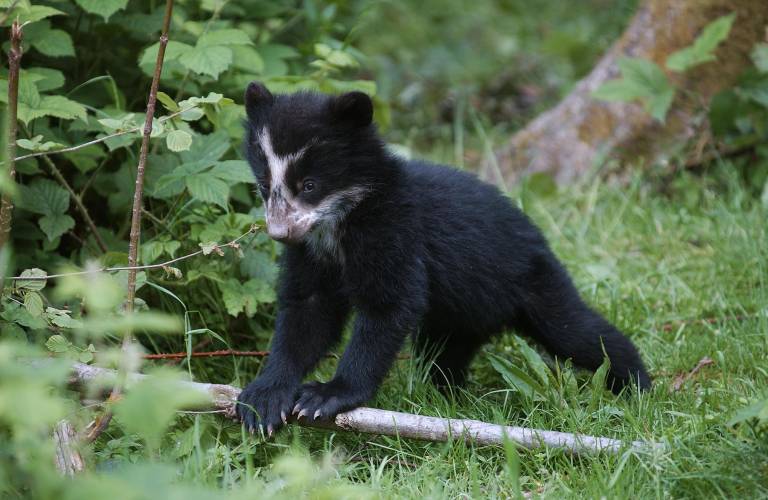 $!Oso andino como una pieza clave en la conservación de los ecosistemas andinos y la biodiversidad.