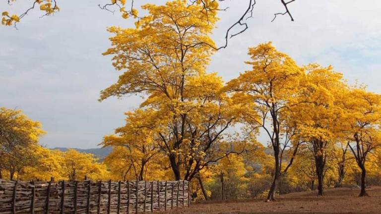 Ecuador construirá un centro de administración para los &quot;Bosques de la Paz&quot;