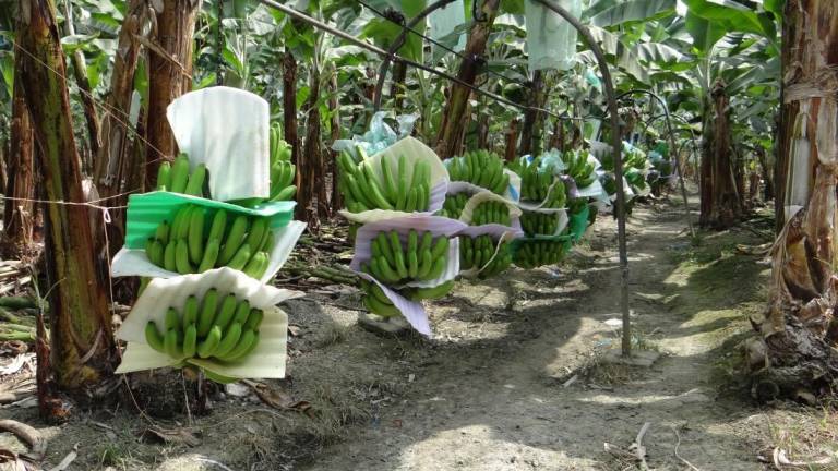 El Oro cuenta con un total de 43.736 hectáreas de cultivo de banano, de las cuales el 20 por ciento tienen alto riesgo al contagio de Fusarium Raza Tropical 4 (Foc R4T), Moko y otras plagas.