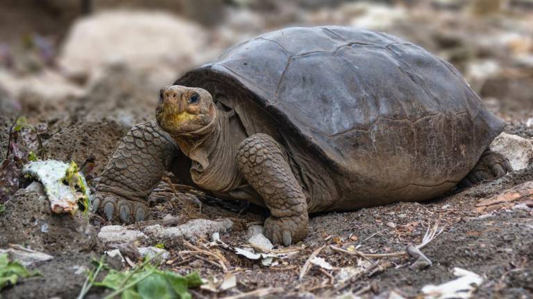 Confirman que tortuga hallada en Galápagos es de una especie considerada extinta