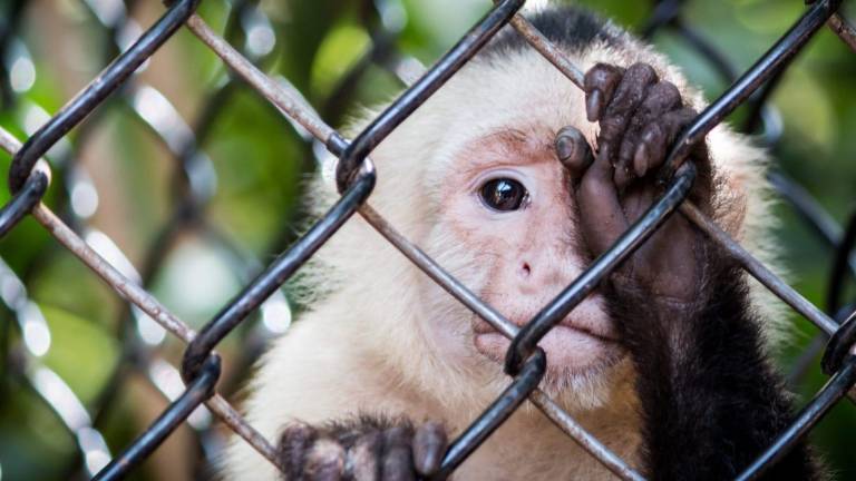 Fotografía referencial de un mono atrapado en una jaula.