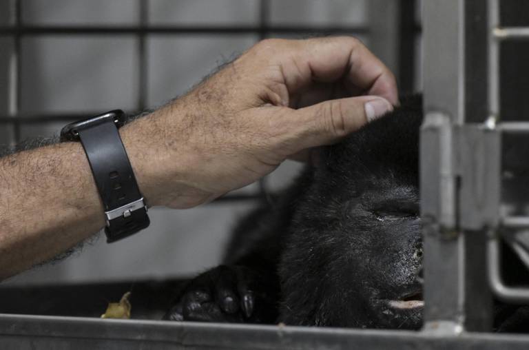 $!Los monos aulladores suelen ser cazados para ser traficados como mascotas. En esta fotografía, el médico veterinario Víctor Morato asiste a un ejemplar en Comalco, México.