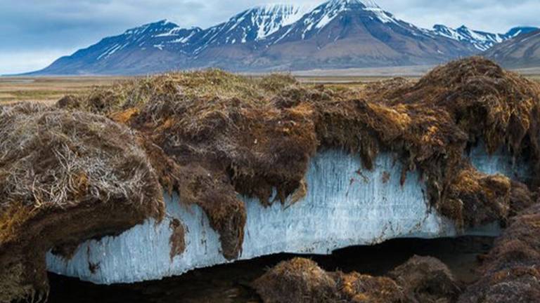 El animal que ha sobrevivido 24.000 años en el permafrost siberiano