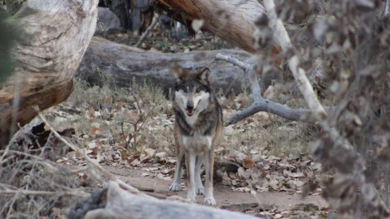 Nueve lobos escaparon de su jaula en un zoológico de Francia