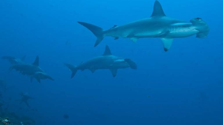 Tiburones y tortugas: el rastreo que preserva la vida silvestre de las Galápagos