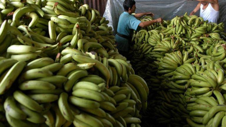 Ecuador considera imposible acuerdo comercial con México sin banano y camarón