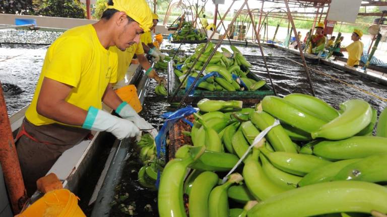 Bananeros latinoamericanos piden responsabilidad compartida en el negocio