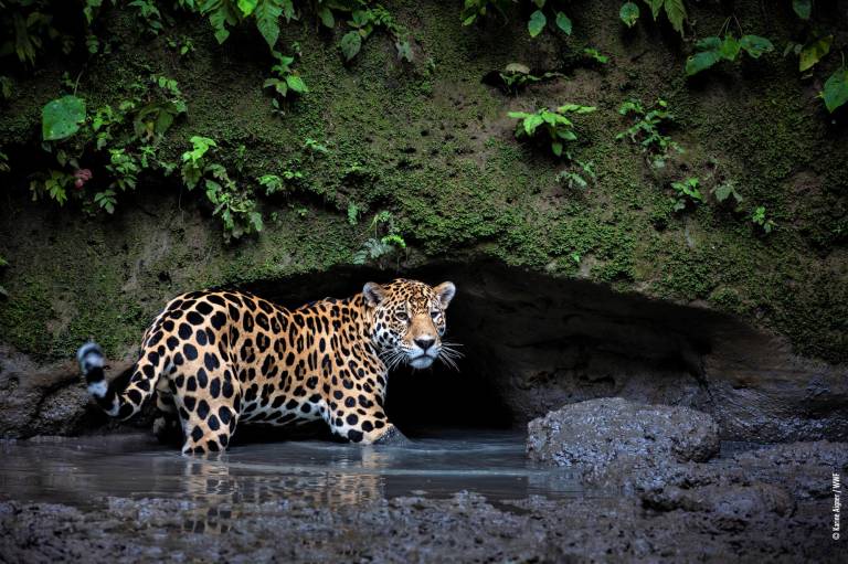 $!Un 95% de la vida silvestre ha disminuido en América Latina en los últimos 50 años.