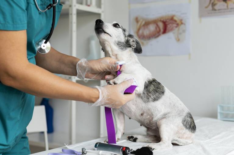 $!Un perrito en en el veterianrio siendo atendido.