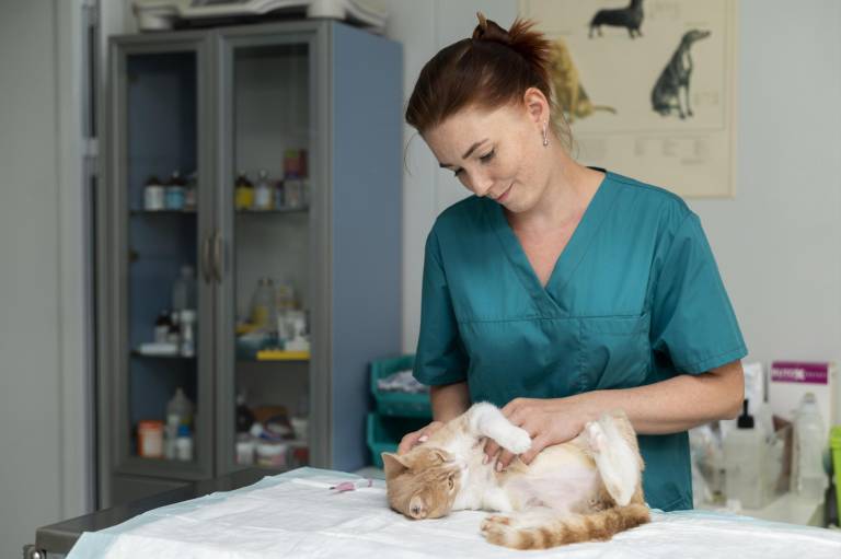 $!Un gatito en su consulta en el veterinario.