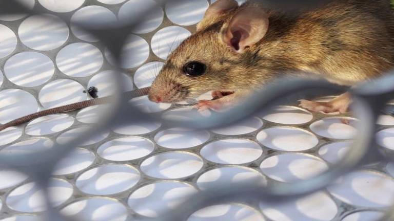 ¿Qué es el hantavirus y de dónde realmente proviene?