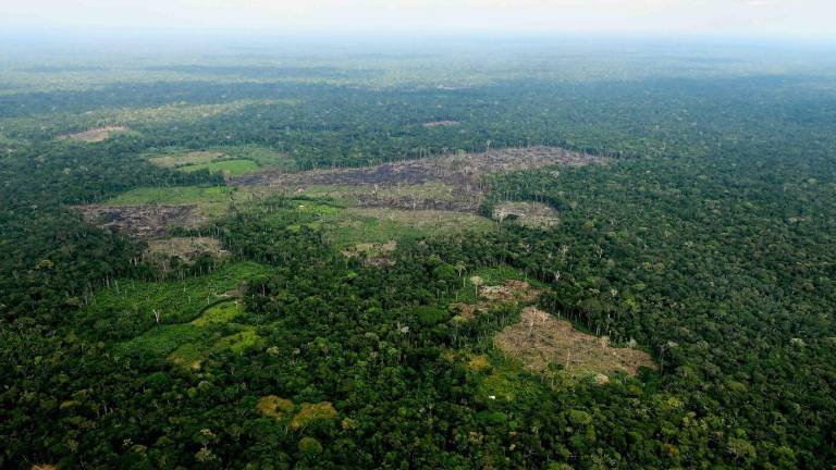 Narcodeforestación: el nuevo mapa de la coca destruye la Amazonía andina