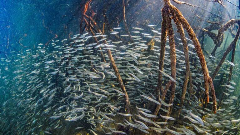 ¿Por qué son importantes los manglares de Galápagos?