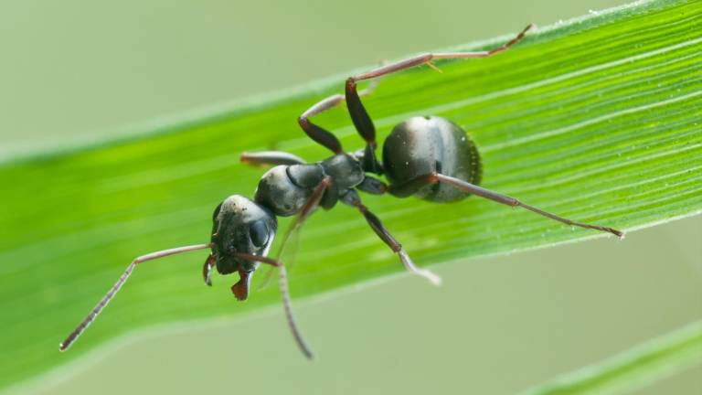 Hormigas para husmear los cánceres