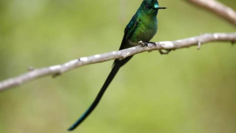 Investigadores publican el mayor catálogo genético de aves en el mundo