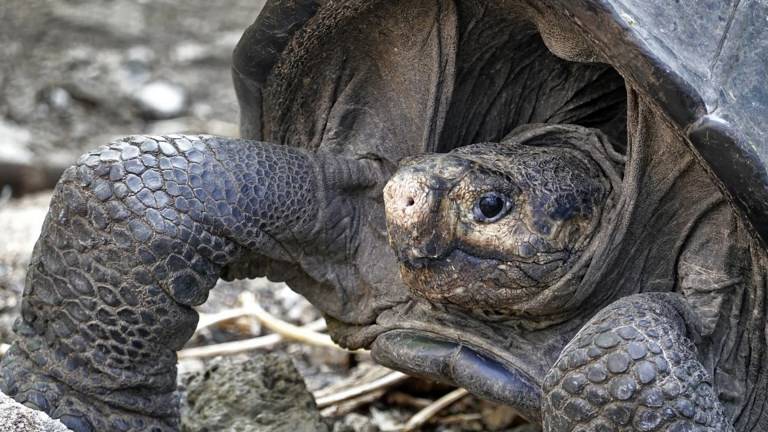 Hallan tortuga gigante considerada desaparecida hace un siglo