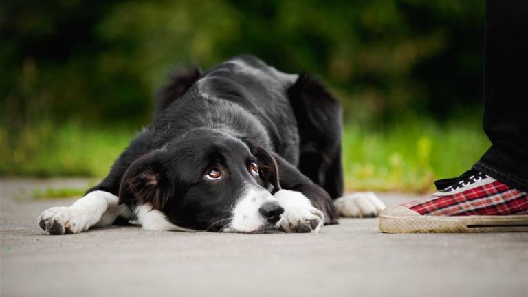 La ciencia explica el misterio tras la irresistible mirada de los perros