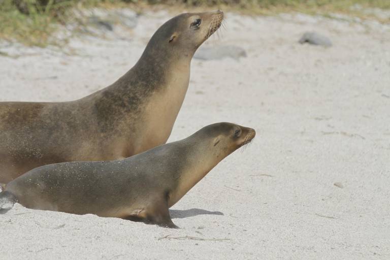 $!Lobo marino de Galápagos junto a su cría en la costa de la Isla San Cristóbal, Galápagos.