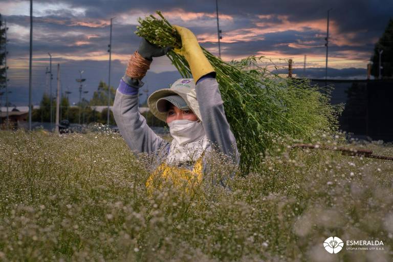 $!Una jornalera sostiene las plantaciones de flores.