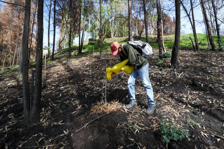 $!Una persona planta un árbol en el sector del Panecillo, una zona afectada por los incendios, este sábado en Quito.