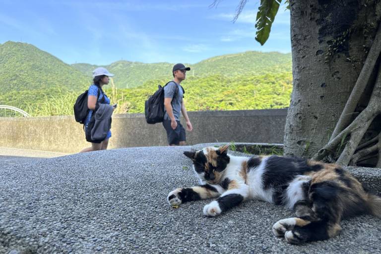 $!HOUTONG, un pueblo taiwanés habitado por alrededor de 200 gatos callejeros, que comparten espacio con restaurantes, cafeterías, tiendas y monumentos dedicados a estos felinos.