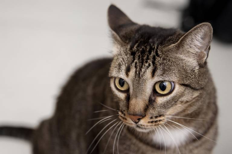 $!Un gato con las orejas para atrás por miedo a un sonido fuerte.