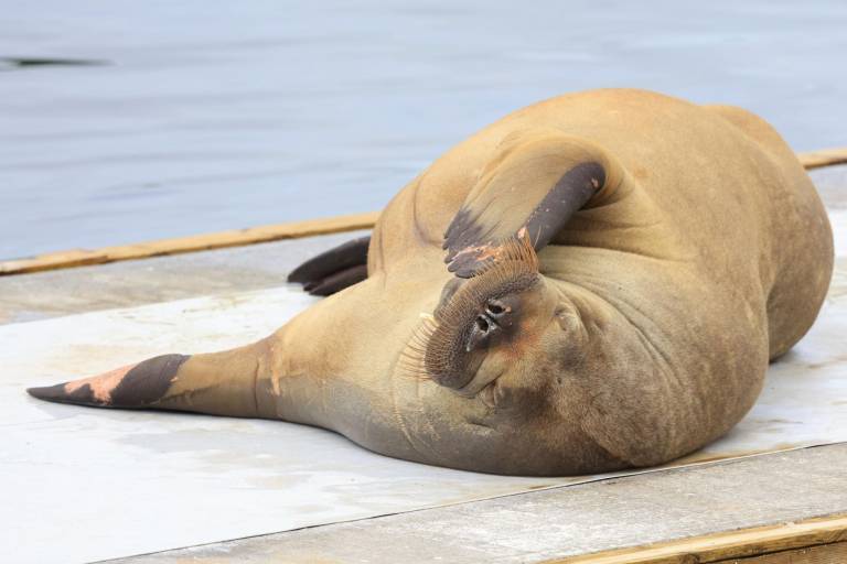 $!Una morsa hembra llamada Freya yace en el paseo marítimo de Frognerstranda en Oslo el 18 de julio de 2022.