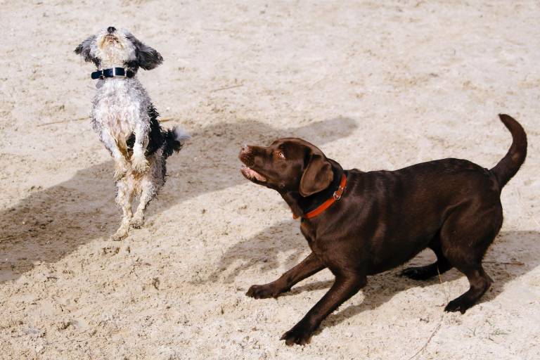 $!Para el primer trimestre de 2024, el organismo contará con datos estadísticos sobre el sector de alimentos para mascotas.