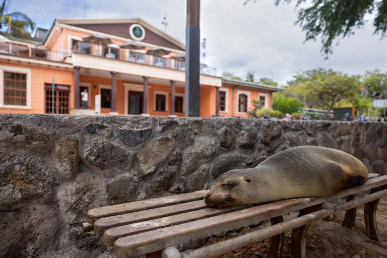 $!El lobo marino y el lobo fino de Galápagos son endémicos del archipiélago. Es decir, que no se encuentran en ningún otro lugar del mundo.