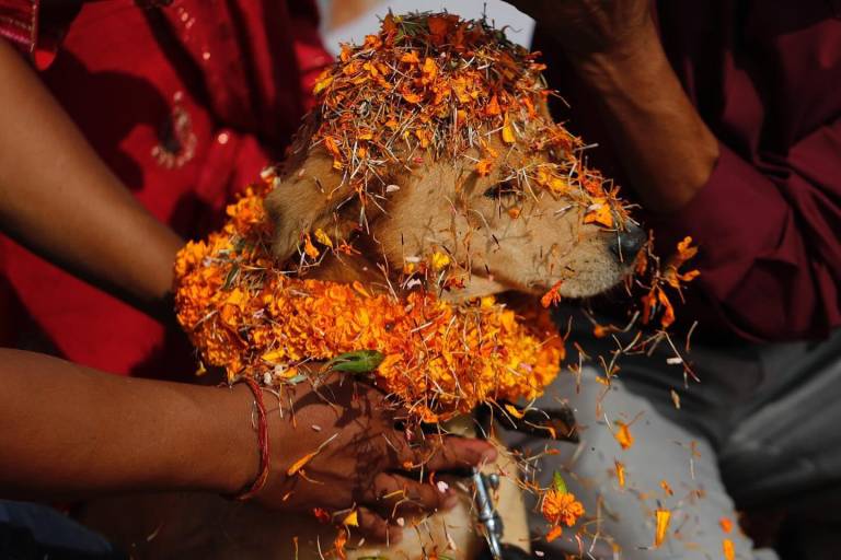 $!Un perrito siendo homenajeado en el Kukur Tihar en Nepal.