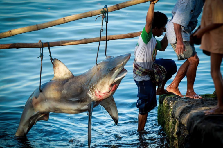 $!Al aprobarse la Ley Orgánica Animal, existirán herramientas mucho más contundentes para llevar casos como la caza de tiburones a la justicia.