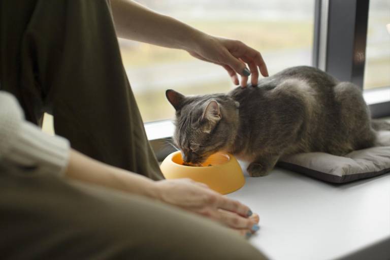 $!Un gato comiendo junto a su tutora.