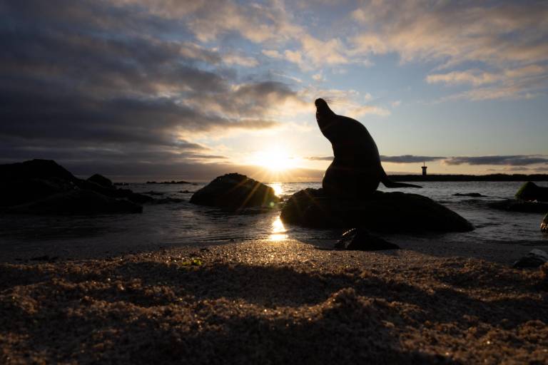 $!Si un humano toca a un cachorro de lobo marino, su madre lo olfateará y lo abandonará inmediatamente.