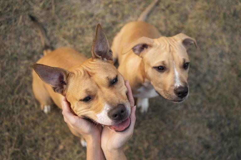 $!Dos perros mestizos recibiendo amor.