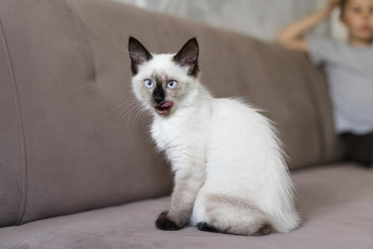 $!Gato siamés pequeño sacando la lengua.