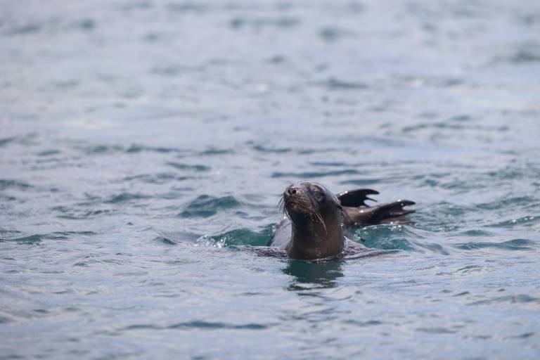 $!Fotografía de un cachorro de lobo marino en el mar.