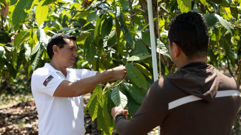 Agricultor cacaotero recibe capacitación técnica.