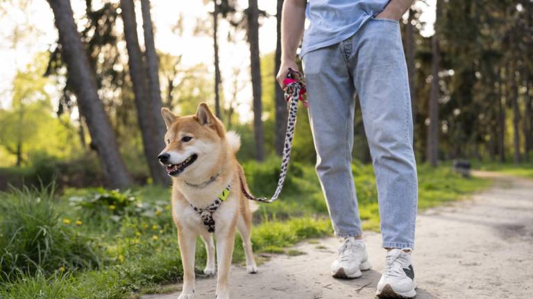 Un perro paseando con correa y su collar junto a su tutor.