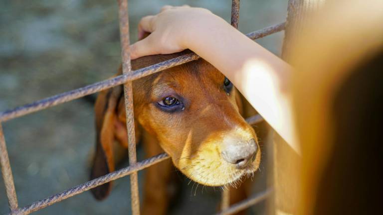 Turquía contempla sacrificar 4 millones de perros callejeros si no son adoptados pronto