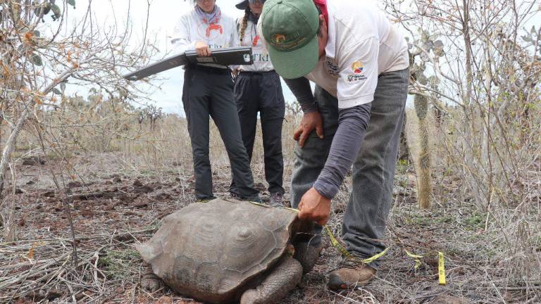 Buscan introducir especies extintas hace dos siglos en isla de Galápagos