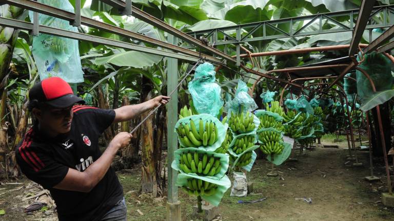 Las plantaciones de banano en Los Ríos participan en SafeBanana, un proyecto que detecta plagas como el moko bacteriano y Fusarium Raza 4 para proteger la producción en Ecuador.