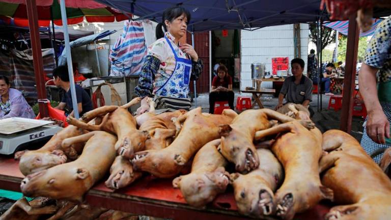 Prohíben el consumo de perros, gatos y animales salvajes en ciudad china