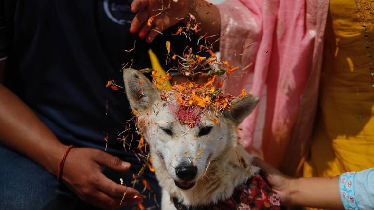 Un perrito siendo homenajeado en el Kukur Tihar en Nepal.