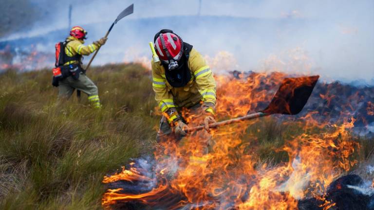 Incendios forestales en Ecuador: ¿se podrá recuperar los ecosistemas afectados?