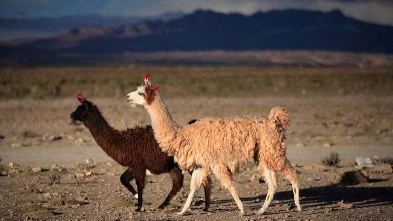 Utilizan llamas para traficar cocaína desde Bolivia a Chile