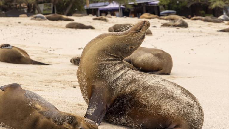 El último censo sobre el lobo marino de Galápagos muestra que un 20% de la población total está en una colonia que vive en el malecón de Puerto Baquerizo Moreno en la Isla San Cristóbal.