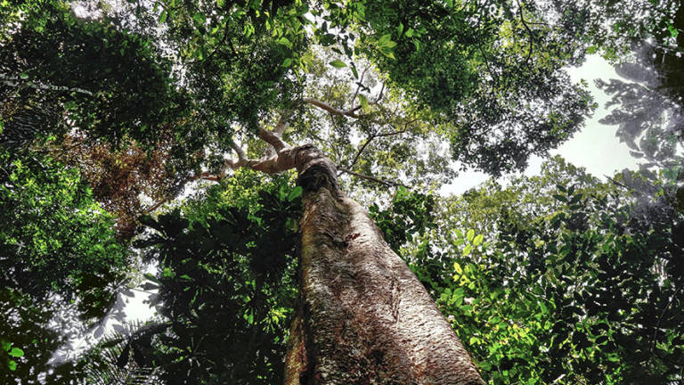 Los últimos árboles de la Amazonía