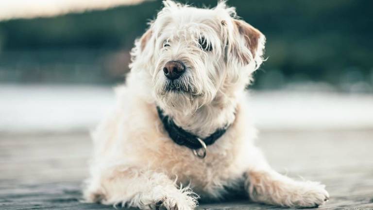 El perrito Arthur regresa a Ecuador